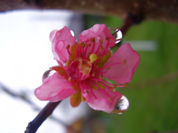 flor nectarin - primavara