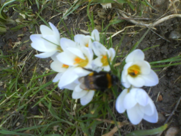 DSC04366 - Crocus  10 cul de vanzare bulbi-1 ron bucata