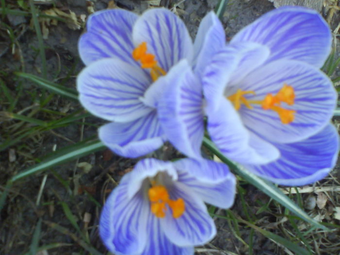 DSC04373 - Crocus  10 cul de vanzare bulbi-1 ron bucata