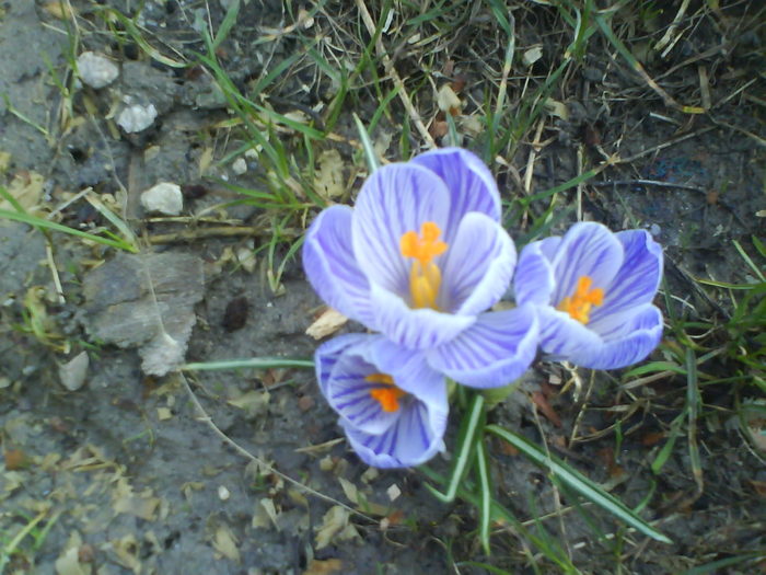 DSC04308 - Crocus  10 cul de vanzare bulbi-1 ron bucata