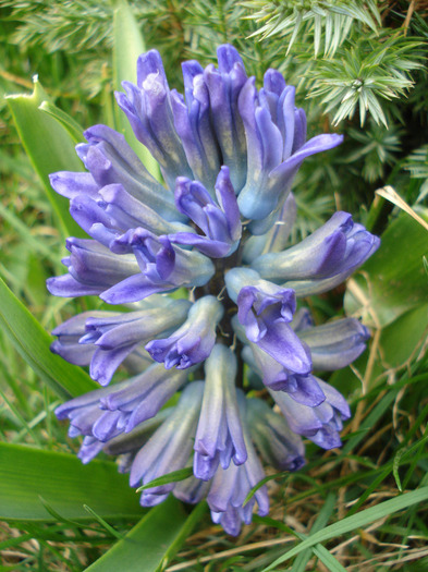 Hyacinth Blue Jacket (2011, April 04) - Hyacinth Blue Jacket