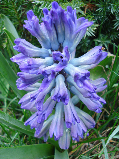 Hyacinth Blue Jacket (2011, April 05) - Hyacinth Blue Jacket