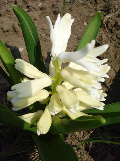 Hyacinth Carnegie (2011, April 05) - Hyacinth Carnegie