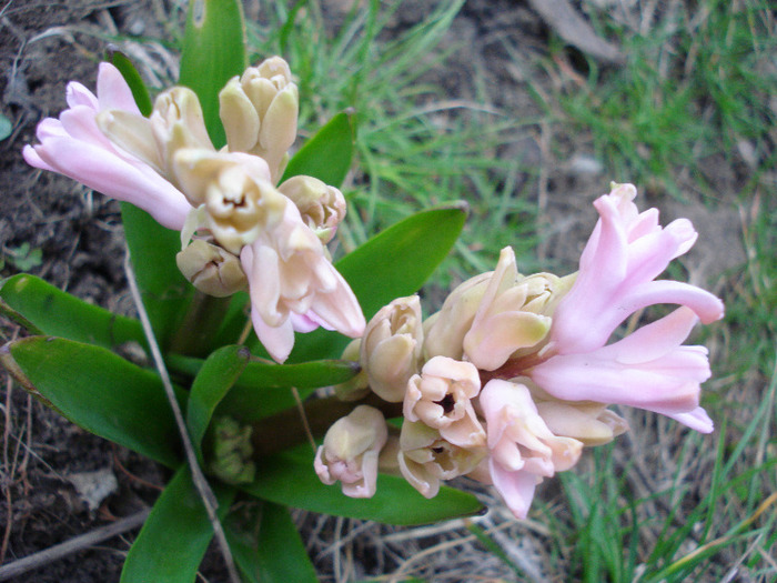 Hyacinth Fondant (2011, April 02) - Hyacinth Fondant