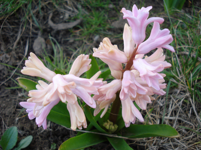 Hyacinth Fondant (2011, April 03)