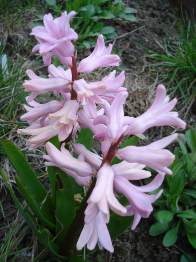 Hyacinth Fondant (2011, April 04) - Hyacinth Fondant