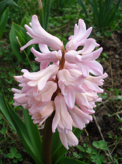 Hyacinth Fondant (2011, April 04)