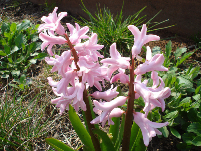 Hyacinth Fondant (2011, April 05)