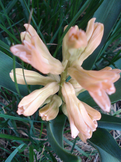 Hyacinth Gypsy Queen (2011, April 04)