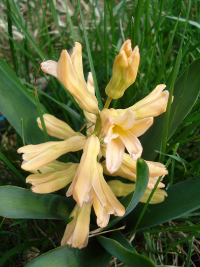 Hyacinth Gypsy Queen (2011, April 04)