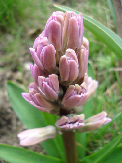 Hyacinth Splendid Cornelia (2011, Apr.04)