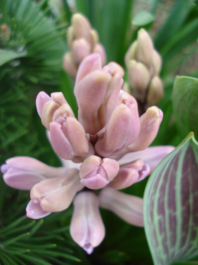 Hyacinth Splendid Cornelia (2011, Apr.04)