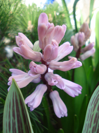 Hyacinth Splendid Cornelia (2011, Apr.05) - Hyacinth Splendid Cornelia