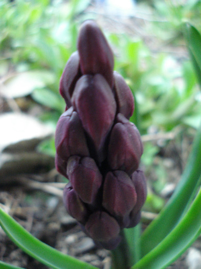 Hyacinth Woodstock (2011, April 02)