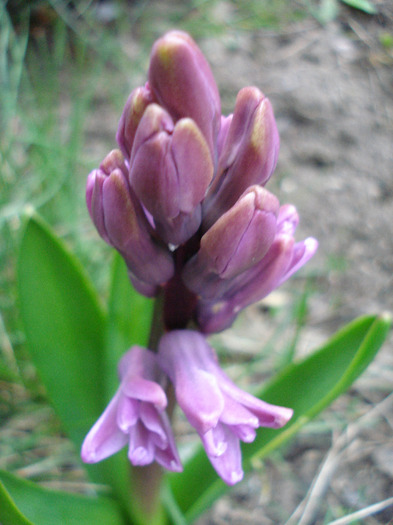 Hyacinth Woodstock (2011, April 04)