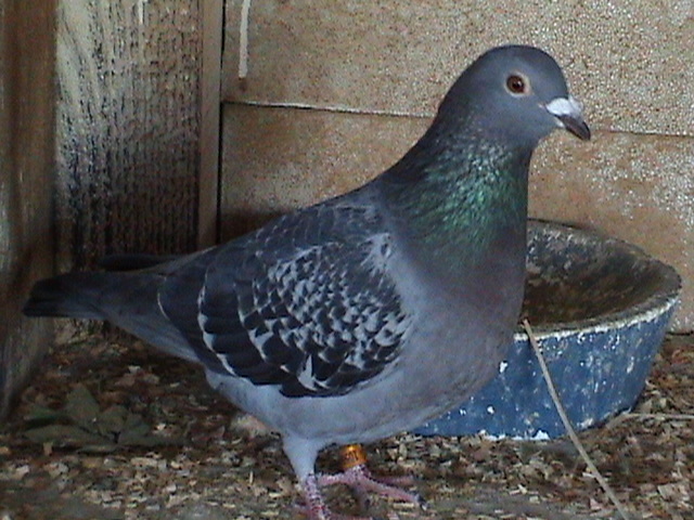 Nepoata lui Rimelata