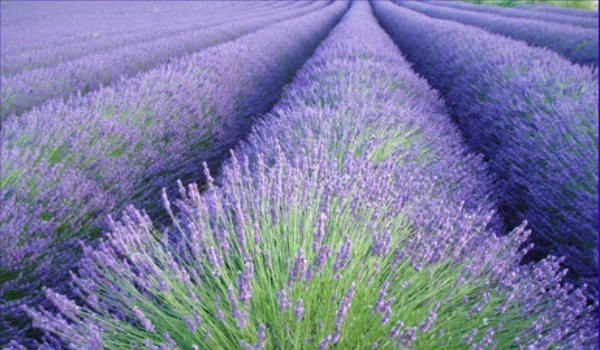 lavanda - PLANTELE SANITAR