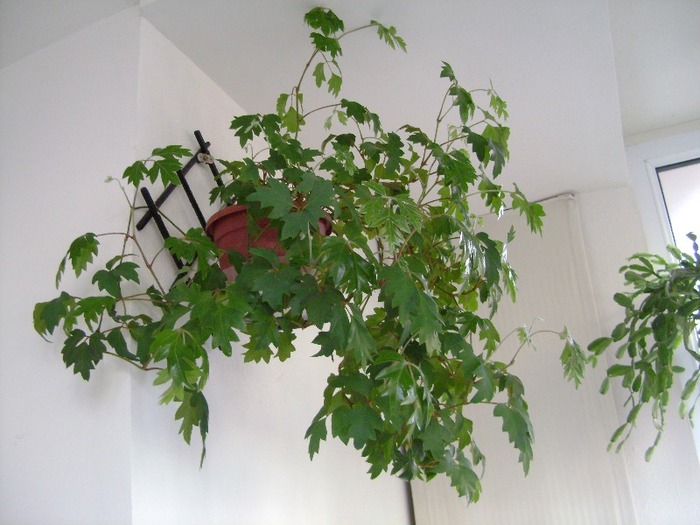 cisus 30.mart.2011 - Cissus rhombifolia