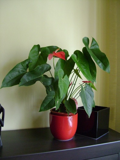 30.mart.2011 - Anthurium-decedat