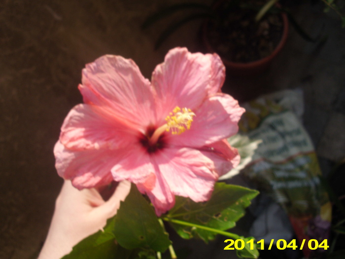 Picture 005 - hibiscus