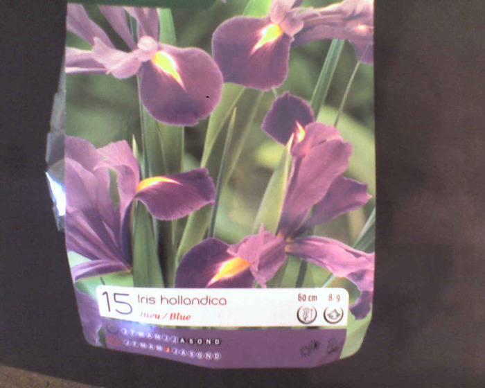 iris holandica; iris holandica
