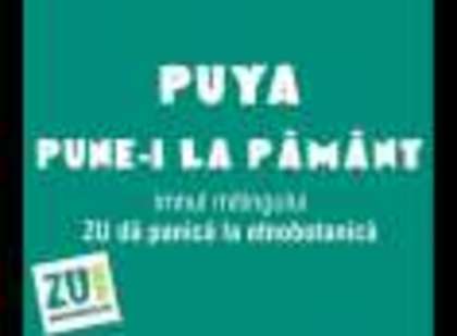 Puya-Pune-i la pamant - Alege Melodia1