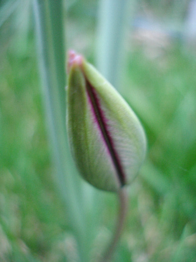 Tulipa Persian Pearl (2011, April 04) - Tulipa Persian Pearl