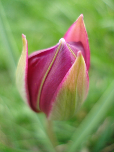 Tulipa Persian Pearl (2011, April 04)