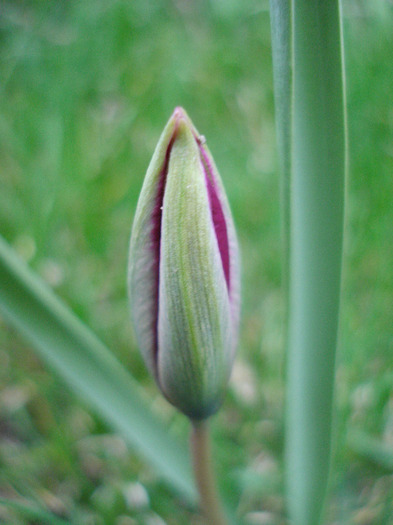 Tulipa Persian Pearl (2011, April 04)