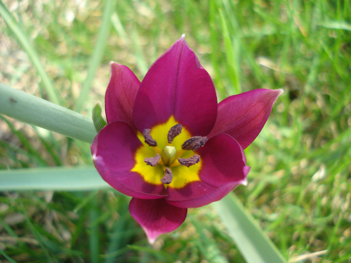 Tulipa Persian Pearl (2011, April 05)