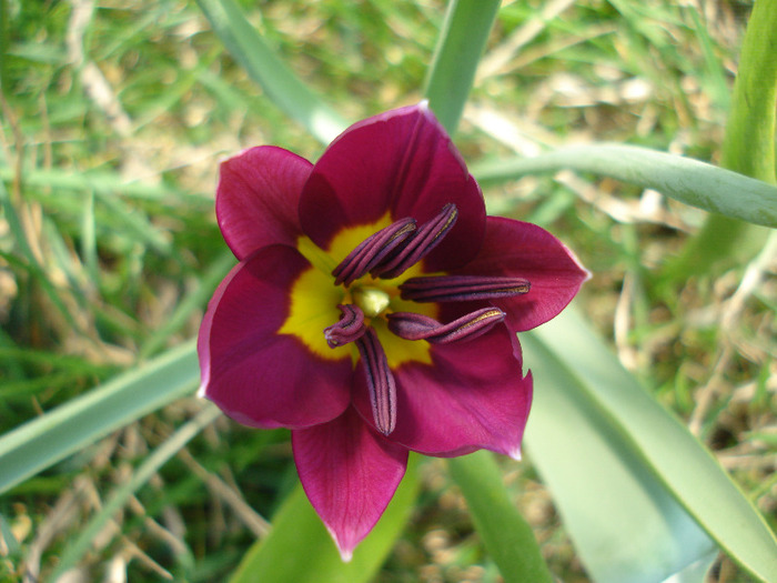 Tulipa Persian Pearl (2011, April 05)