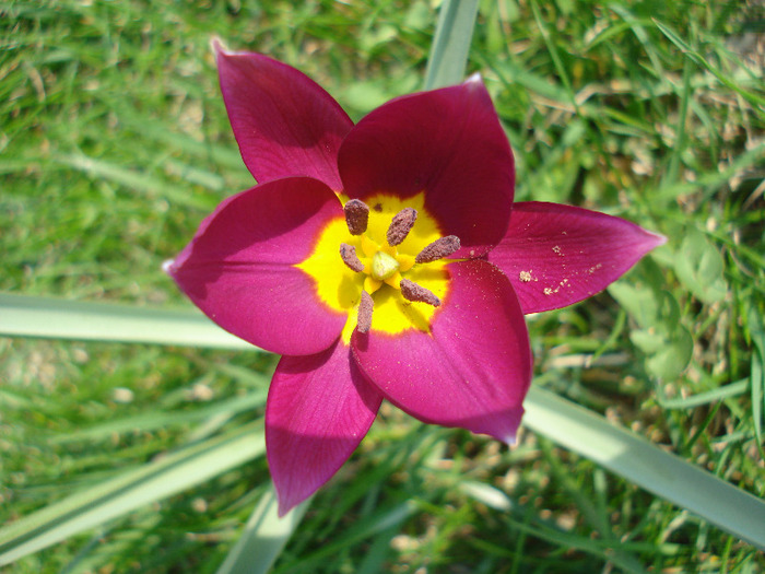 Tulipa Persian Pearl (2011, April 05)