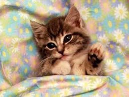 cleo adoptata de St3fyLov3