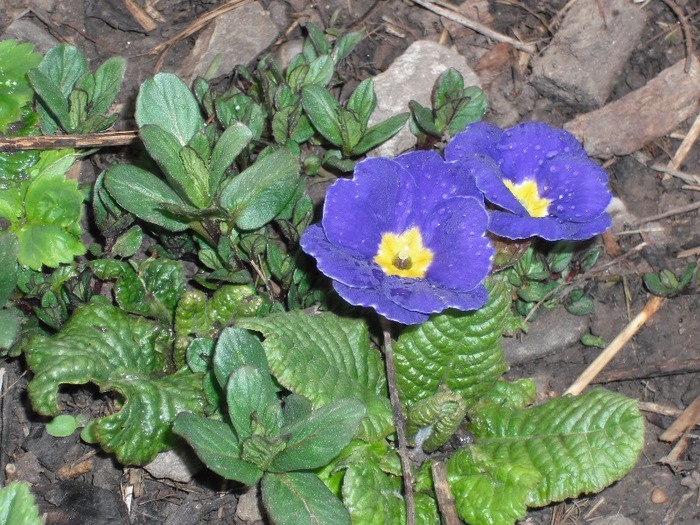 Prima floricica in gradina