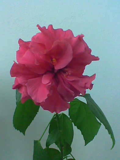 10.02.2011 - flori - trandafir chinezesc
