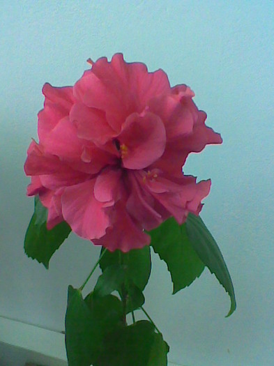 07.01.2011 - flori - trandafir chinezesc