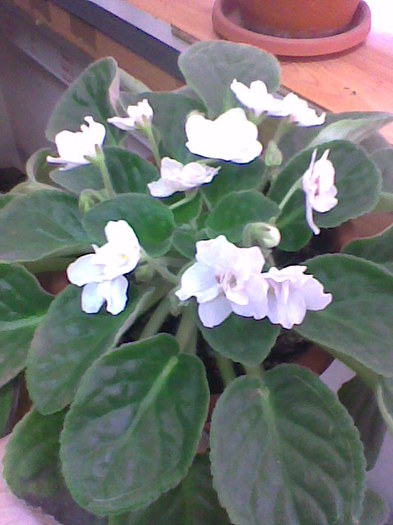 10.02.2011 - violete inflorite 2011