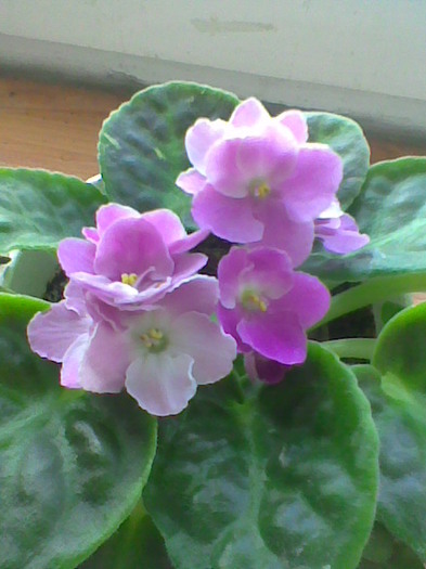 31.03.2011 - violete inflorite 2011
