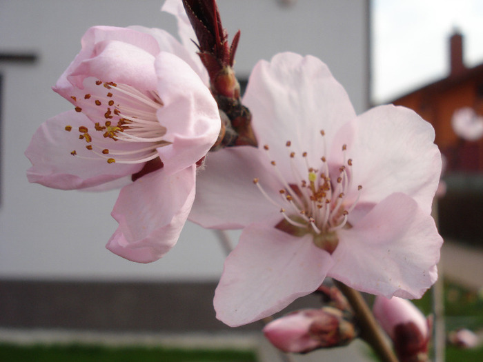 Prunus persica Davidii (2011, April 04) - Prunus persica Davidii