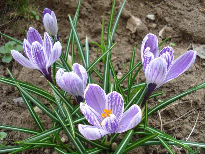 Crocus King of the Striped (2011, Apr.04) - Crocus King of the Striped