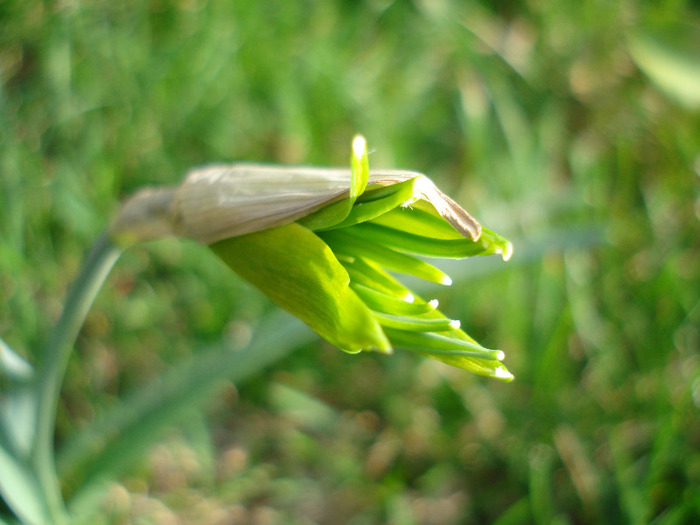 Daffodil Rip van Winkle (2011, March 31) - Narcissus Rip van Winkle