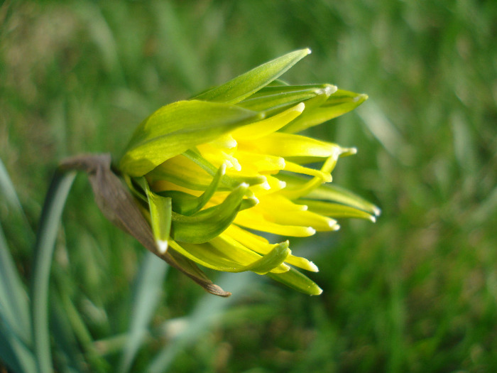 Daffodil Rip van Winkle (2011, March 31)