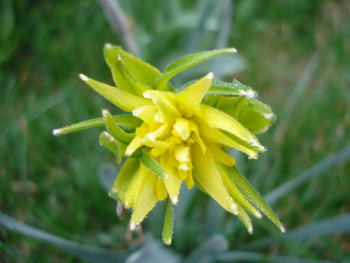 Daffodil Rip van Winkle (2011, April 01) - Narcissus Rip van Winkle