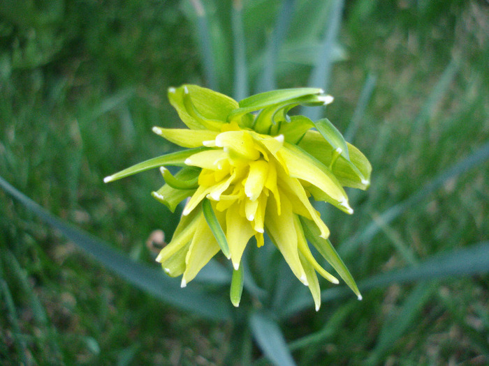 Daffodil Rip van Winkle (2011, April 01) - Narcissus Rip van Winkle