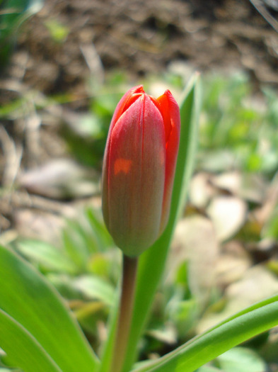 Tulipa Showwinner (2011, March 31)