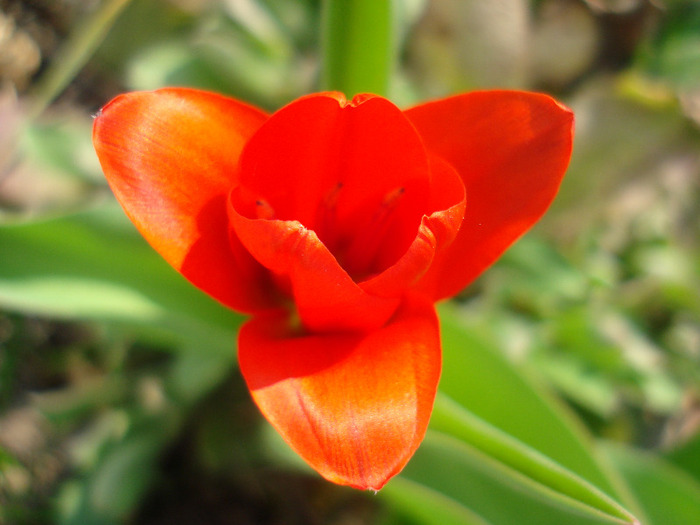 Tulipa Showwinner (2011, March 31)