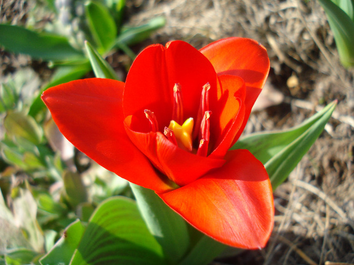 Tulipa Showwinner (2011, March 31) - Tulipa Showwinner