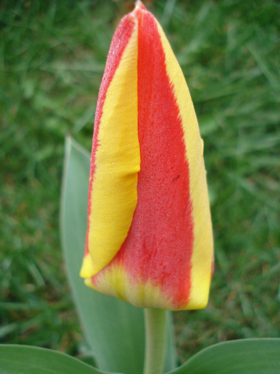 Tulipa Stresa (2011, March 31) - Tulipa Stresa