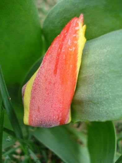 Tulipa Stresa (2011, March 31)