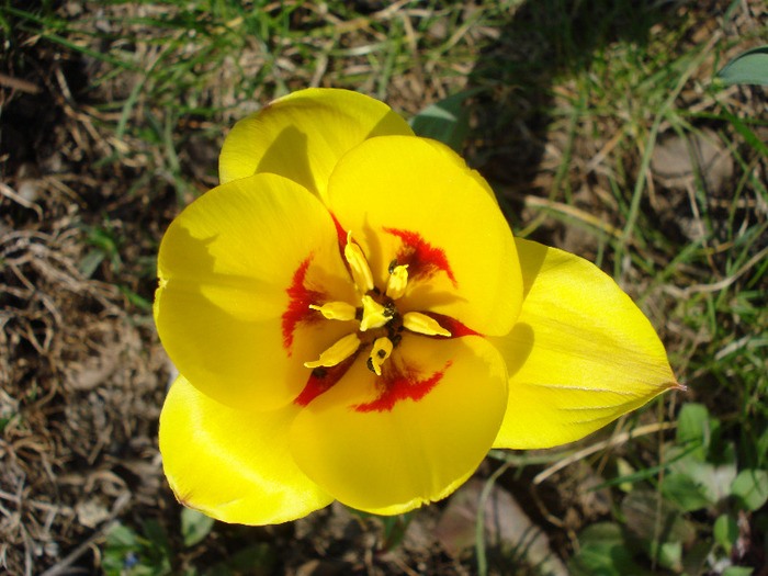 Tulipa Stresa (2011, March 31) - Tulipa Stresa